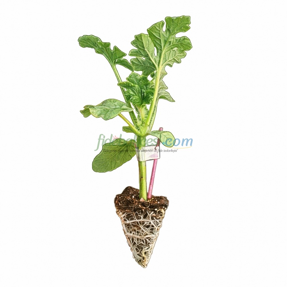 Aşılı Karpuz Fidesi