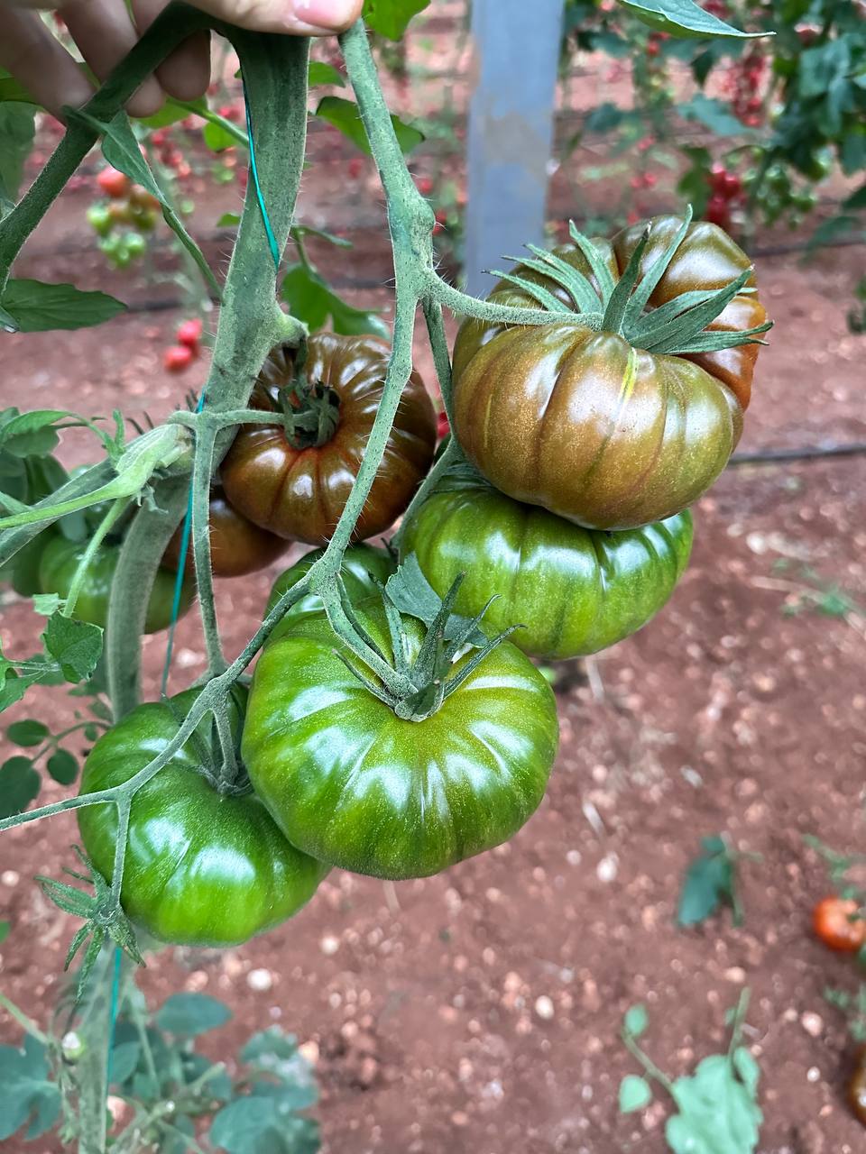 Maritima Kıvırcık Marul Fidesi - Görsel 3