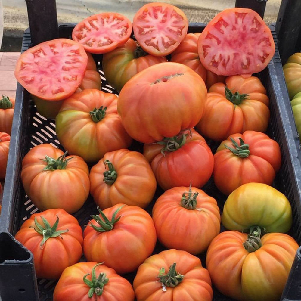 Kuzey Köy F1 Köy Tipi Domates Fidesi