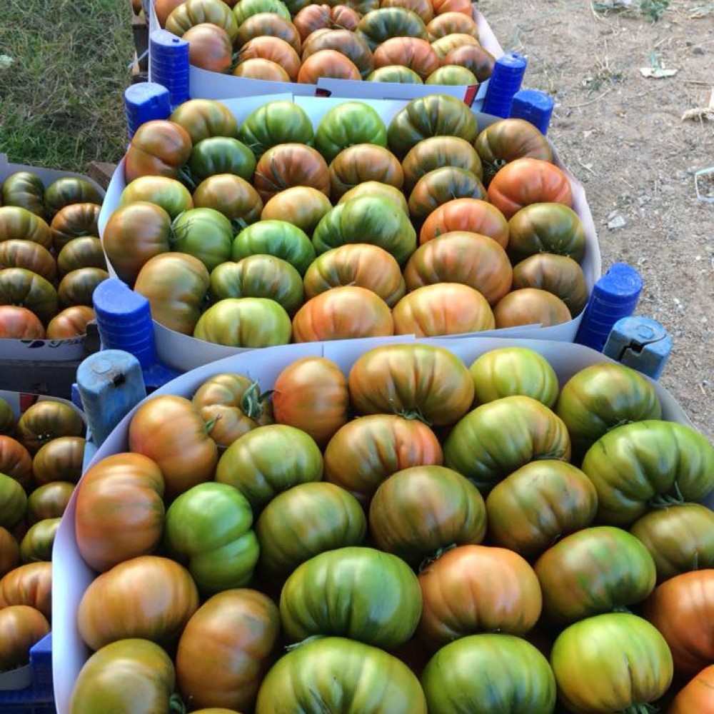 Alaturka F1 Domates Fidesi