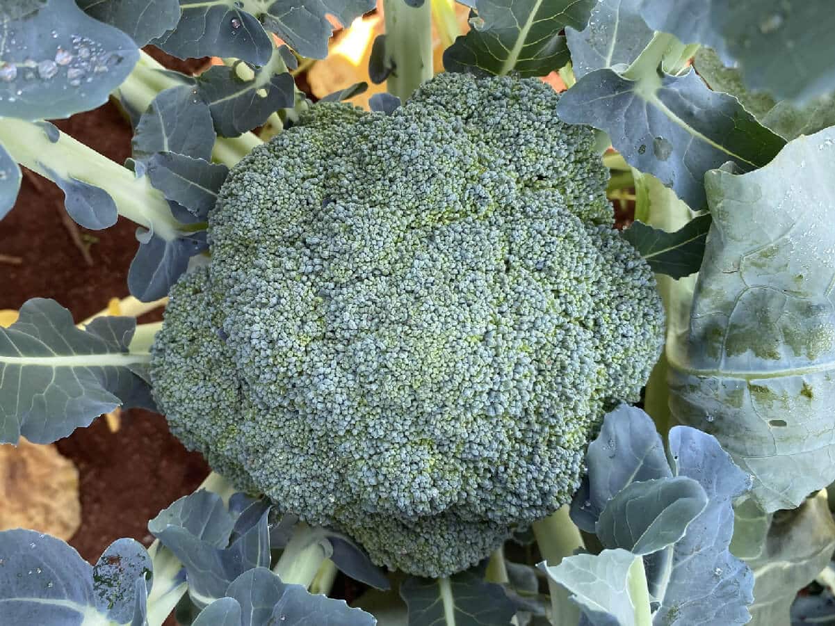 Naxos F1 Brokoli Fidesi