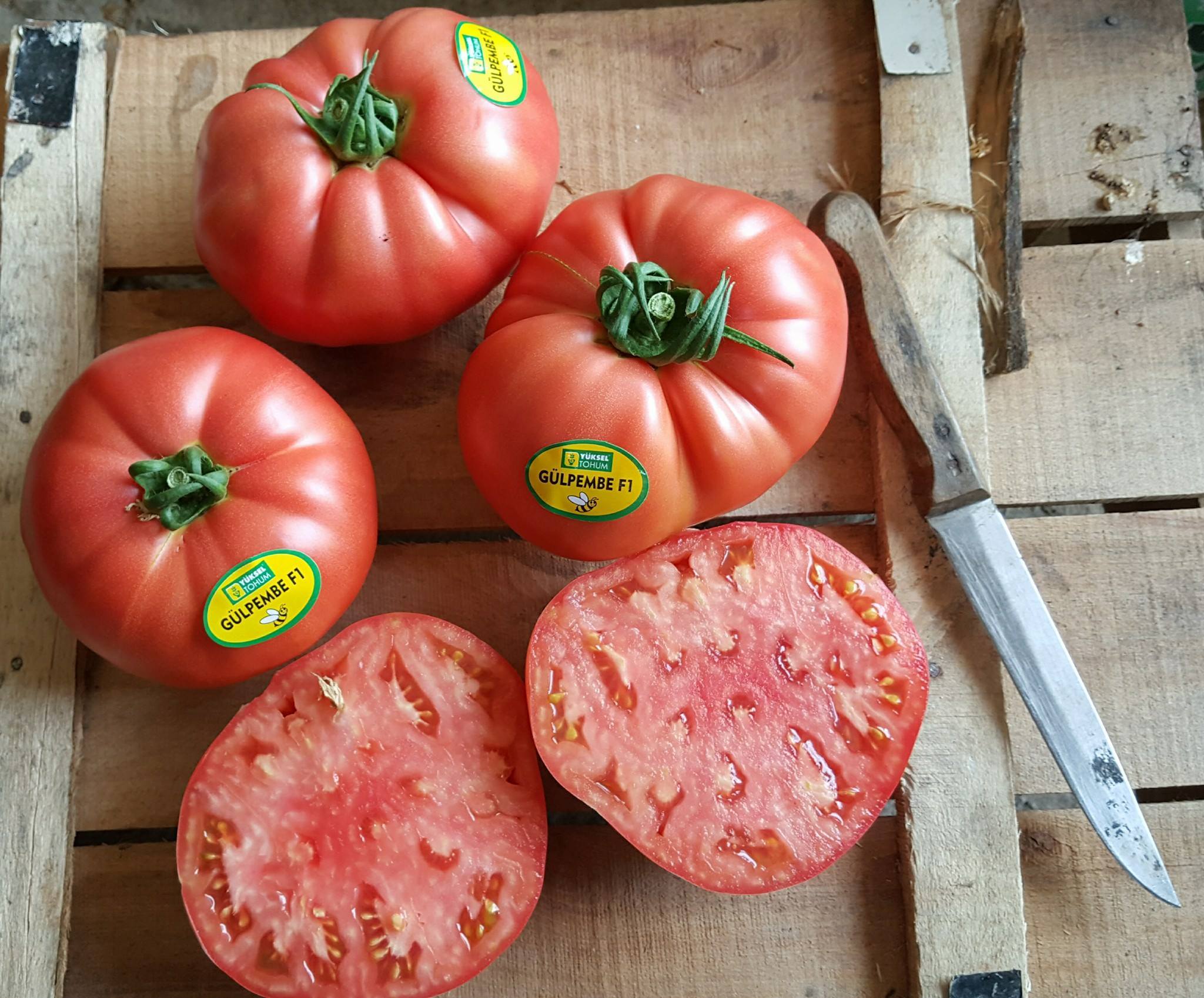 Gülpembe F1 Pembe Domates Fidesi