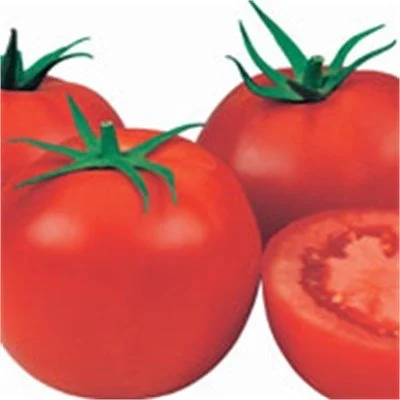 Newton F1 Domates Fidesi