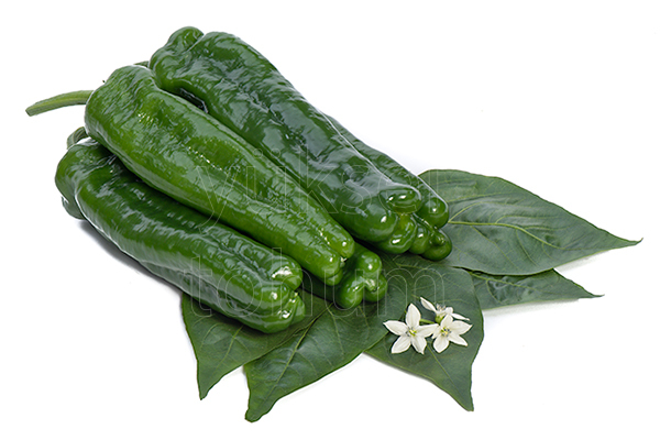 Dilek F1 Üçburun (Köy) Biber Fidesi