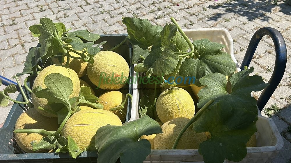 A-Z-92 F1 Galya Kavun Tohumu - Görsel 3