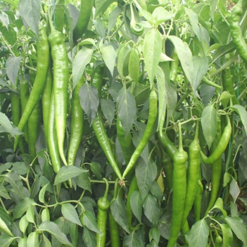 Adriana F1 Sivri Biber Fidesi