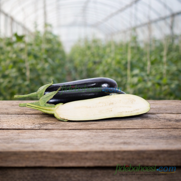 Anamur F1 Patlıcan Fidesi