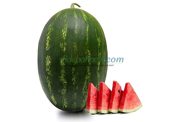 Aşılı Alp 148 F1 Karpuz Fidesi - Görsel 2