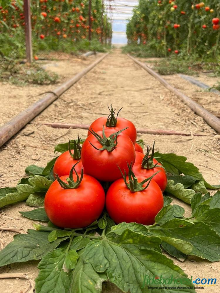 Aşılı Ancha F1 Domates Fidesi