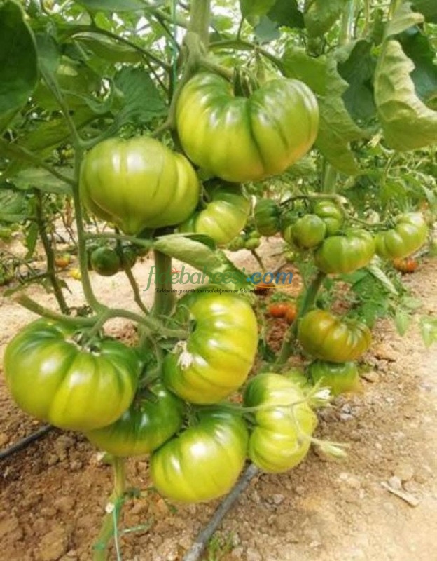 Aşılı Da Vinci F1 Domates Fidesi - Görsel 3