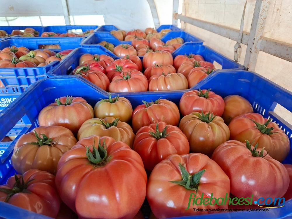 Aşılı Pepton F1 Domates Fidesi - Görsel 6