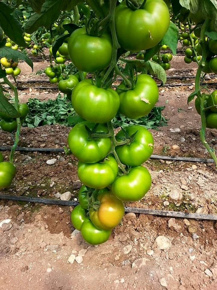 Aşılı Tybeef F1 Domates Fidesi