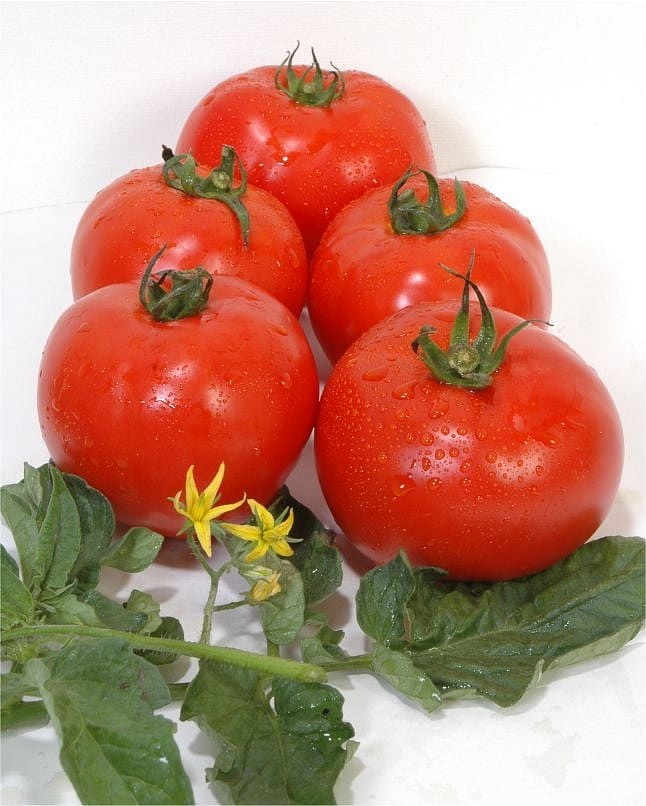 Aytina F1 Oturak Domates Fidesi