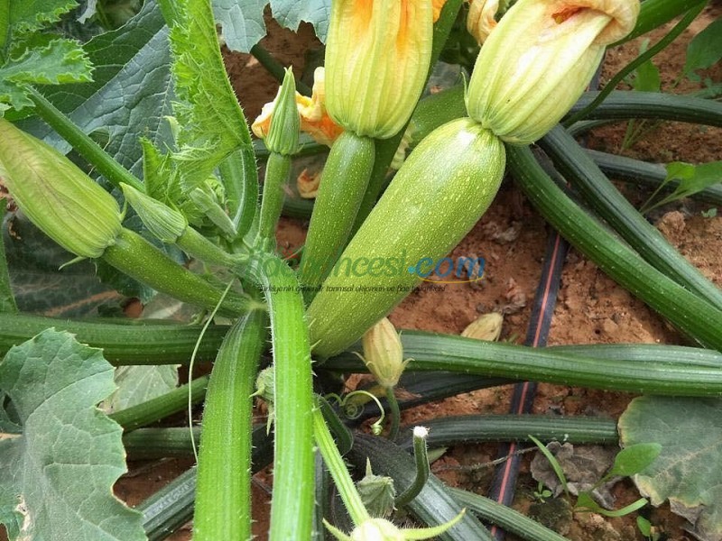 Şahika F1 Yeşil Kabak Tohumu - Görsel 3