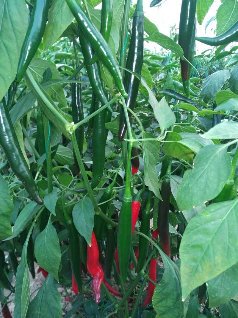 AZ 27 F1 Şili Biber Tohumu - Görsel 3