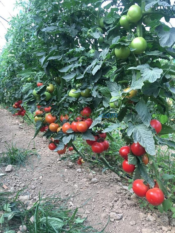 AZ 44 F1 Salkım Domates Tohumu - Görsel 5