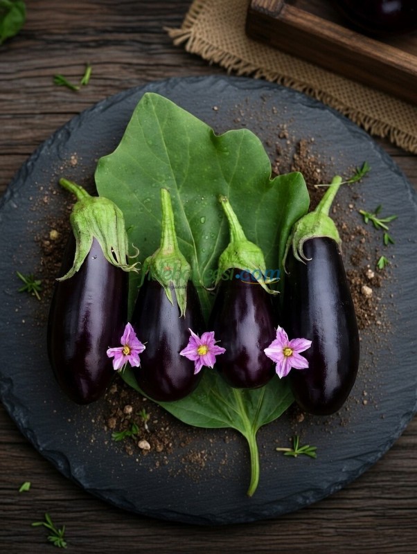 AZ 60 F1 Yarı Topan Patlıcan Tohumu - Görsel 3