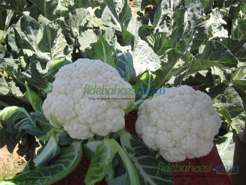 Bahara F1 Karnabahar Fidesi - Görsel 3