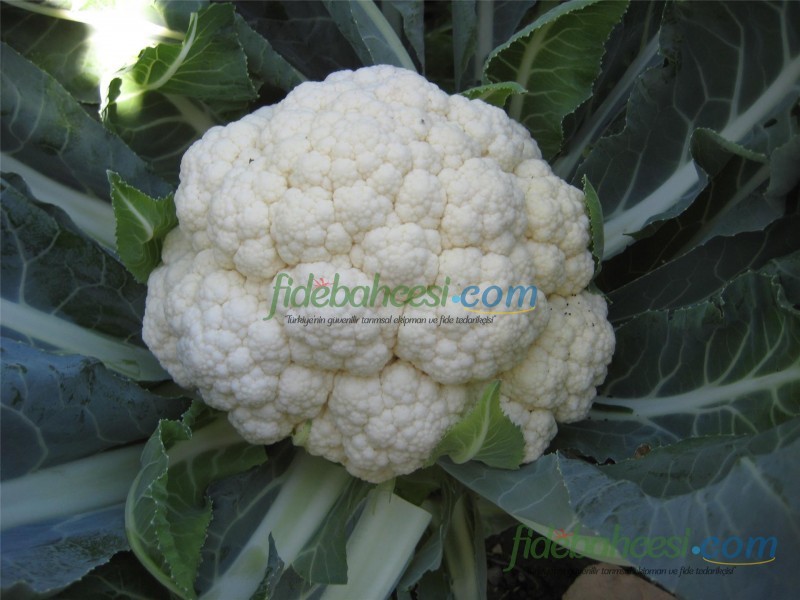 Bahara F1 Karnabahar Fidesi - Görsel 4