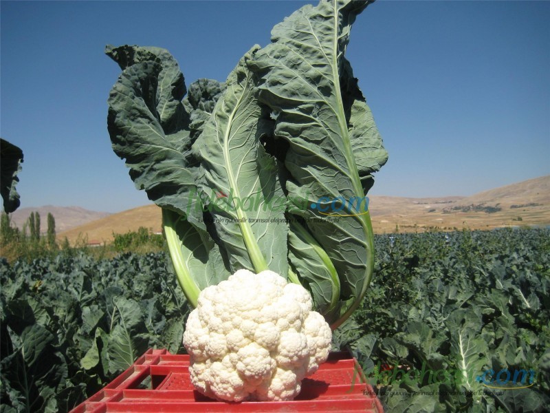 Bahara F1 Karnabahar Fidesi