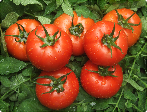 Bigmek F1 Domates Fidesi