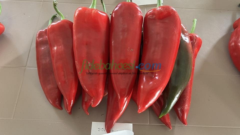 Bolveren F1 Kapya Biber Tohumu - Görsel 2