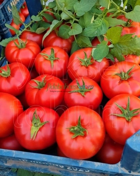 Burhan F1 Sırık Domates Fidesi - Görsel 2