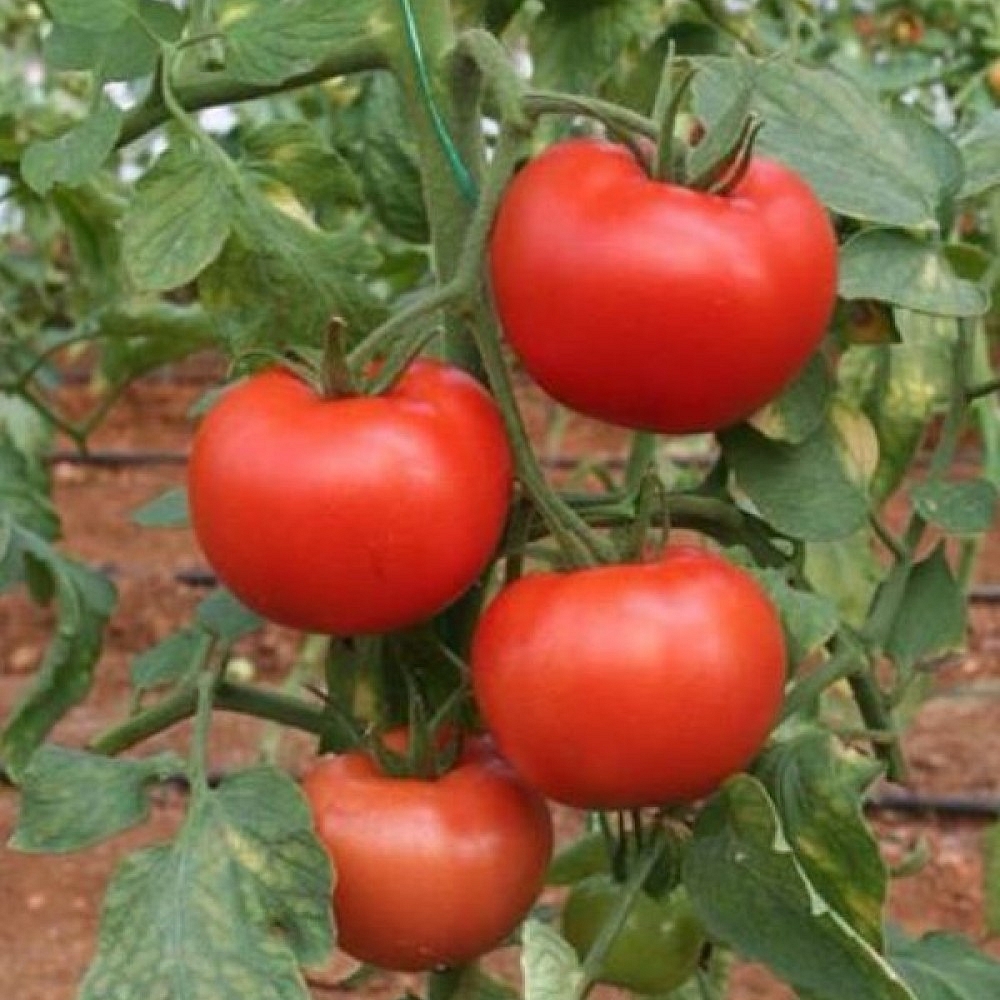Büşra F1 Domates Fidesi - Görsel 2