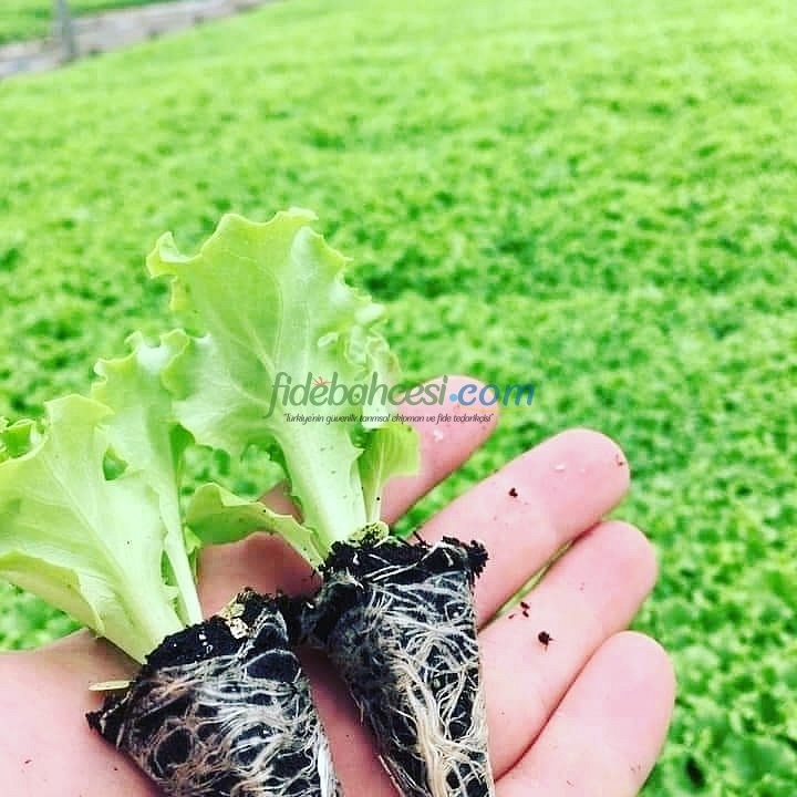 CARTAGENAS RZ (45-82) Iceberg Marul Fidesi - Görsel 4