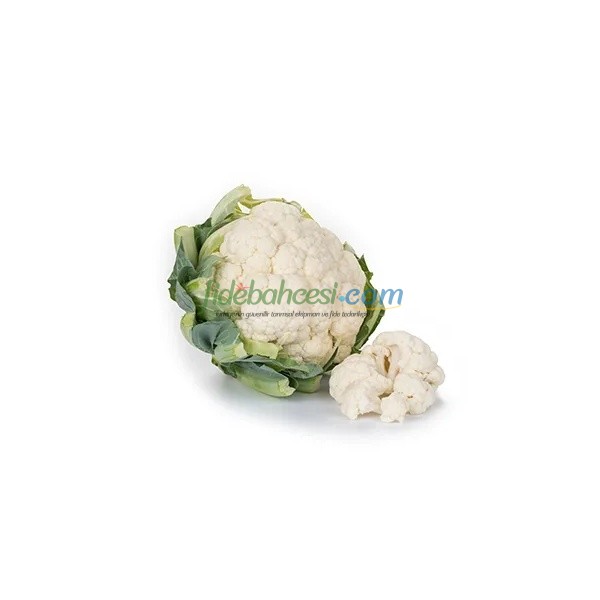 Casper F1 Karnabahar Fidesi - Görsel 4