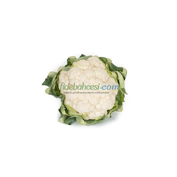 Casper F1 Karnabahar Fidesi