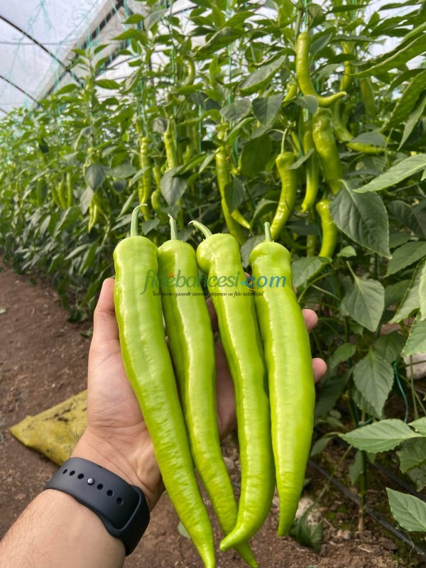 Cazibe F1 Çarliston Biber Fidesi