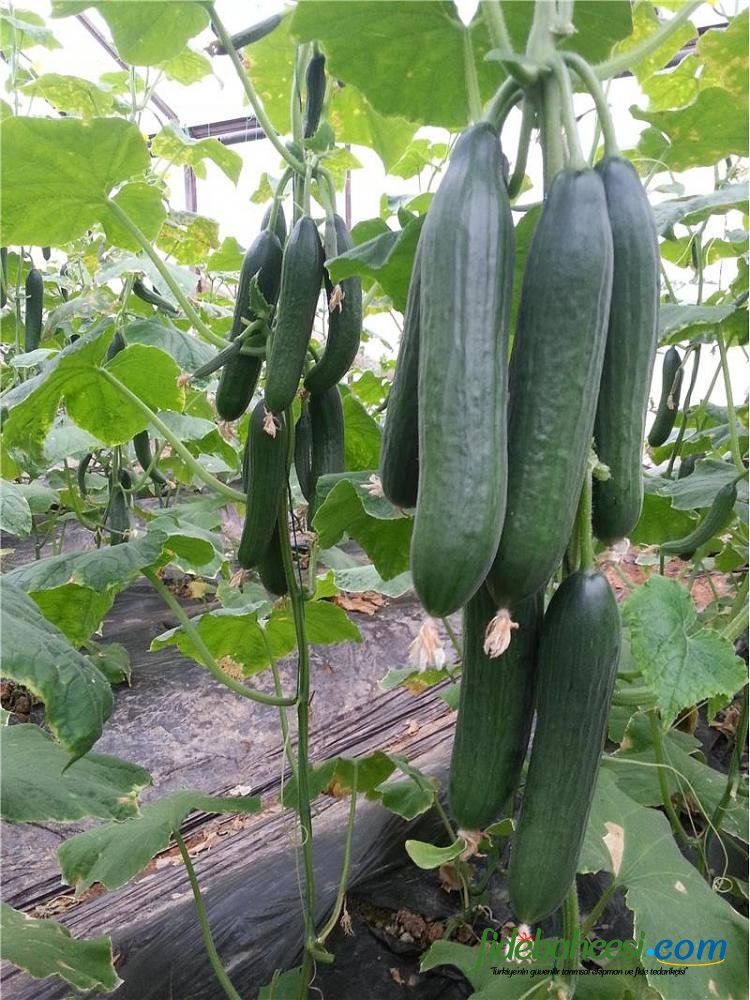 Cemre F1 Hıyar Fidesi