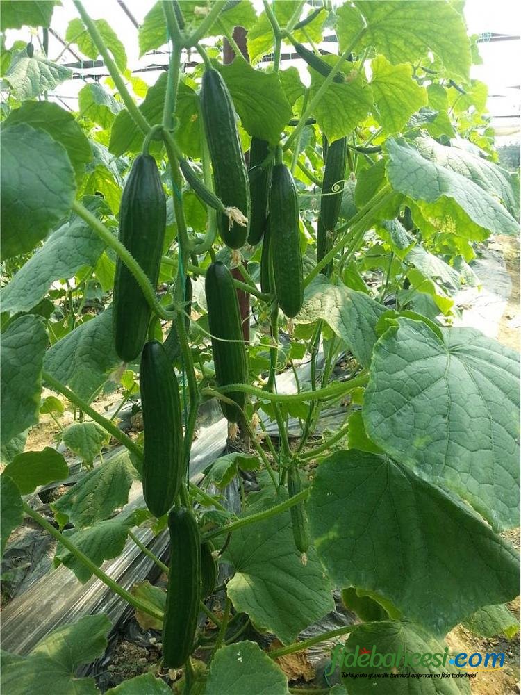 Cemre F1 Hıyar Fidesi - Görsel 2