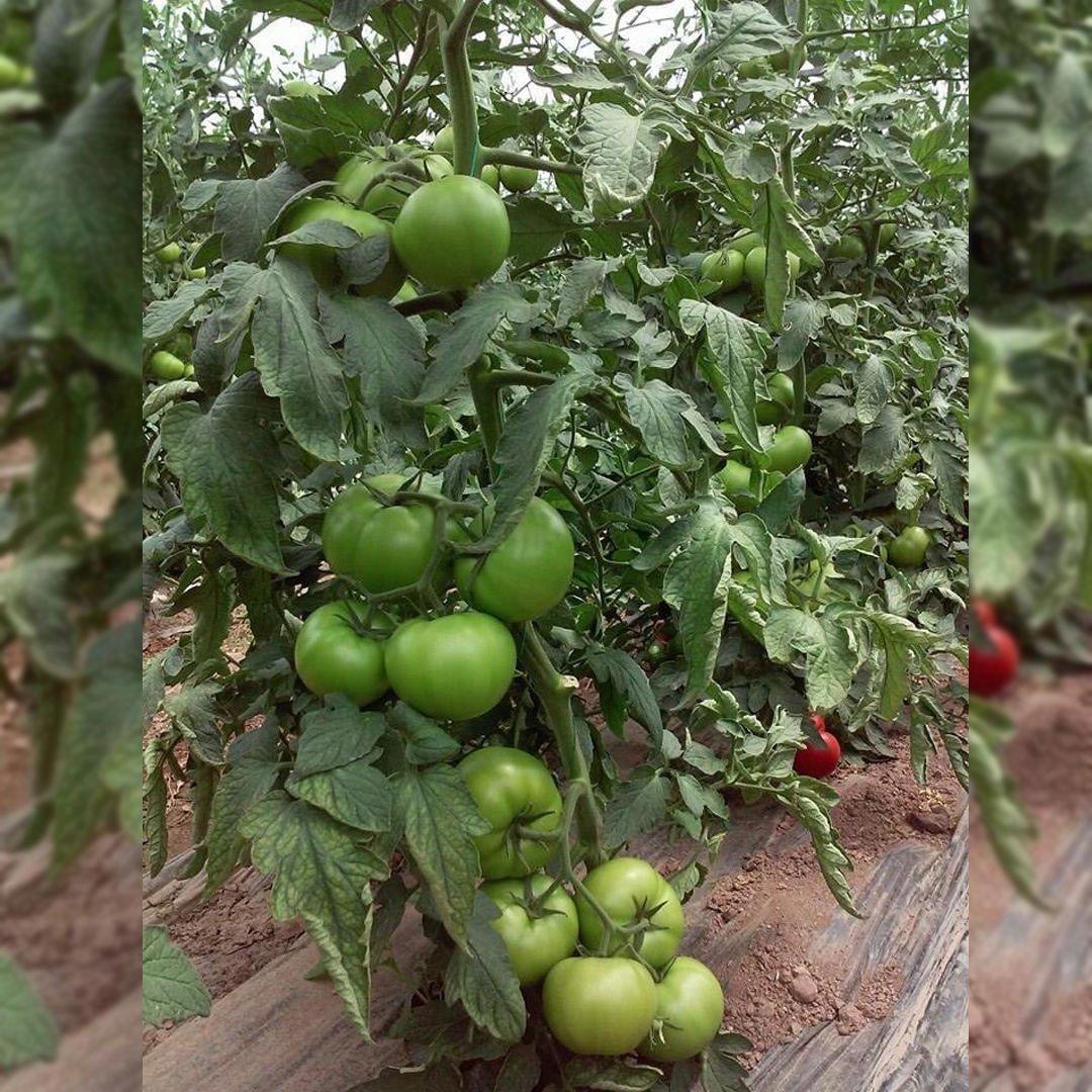 Ceneviz F1 Beef Domates Fidesi