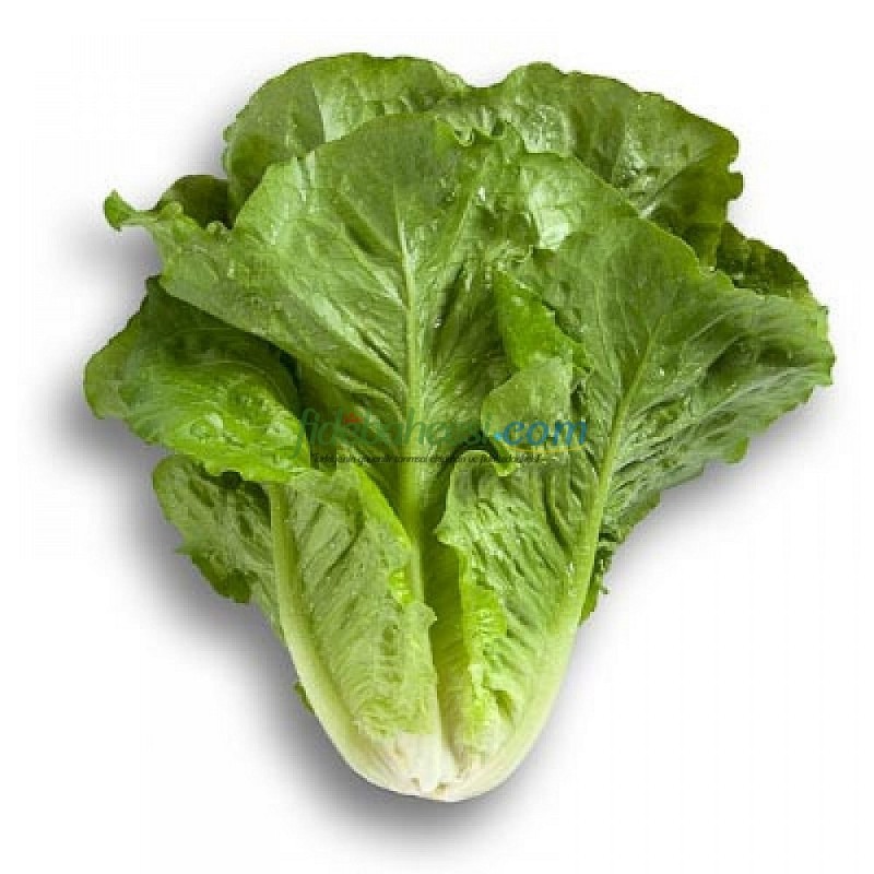 Cervantes Düz Marul Fidesi - Görsel 2