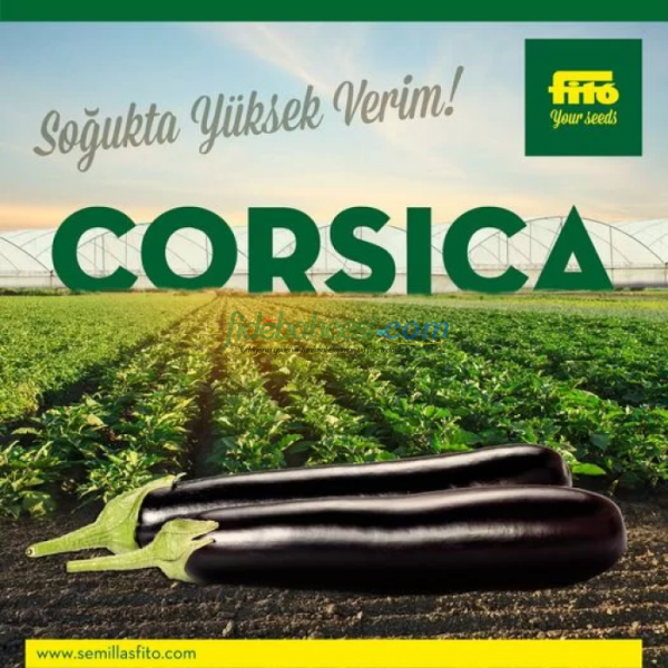 Corsica F1 Patlıcan Fidesi - Görsel 3