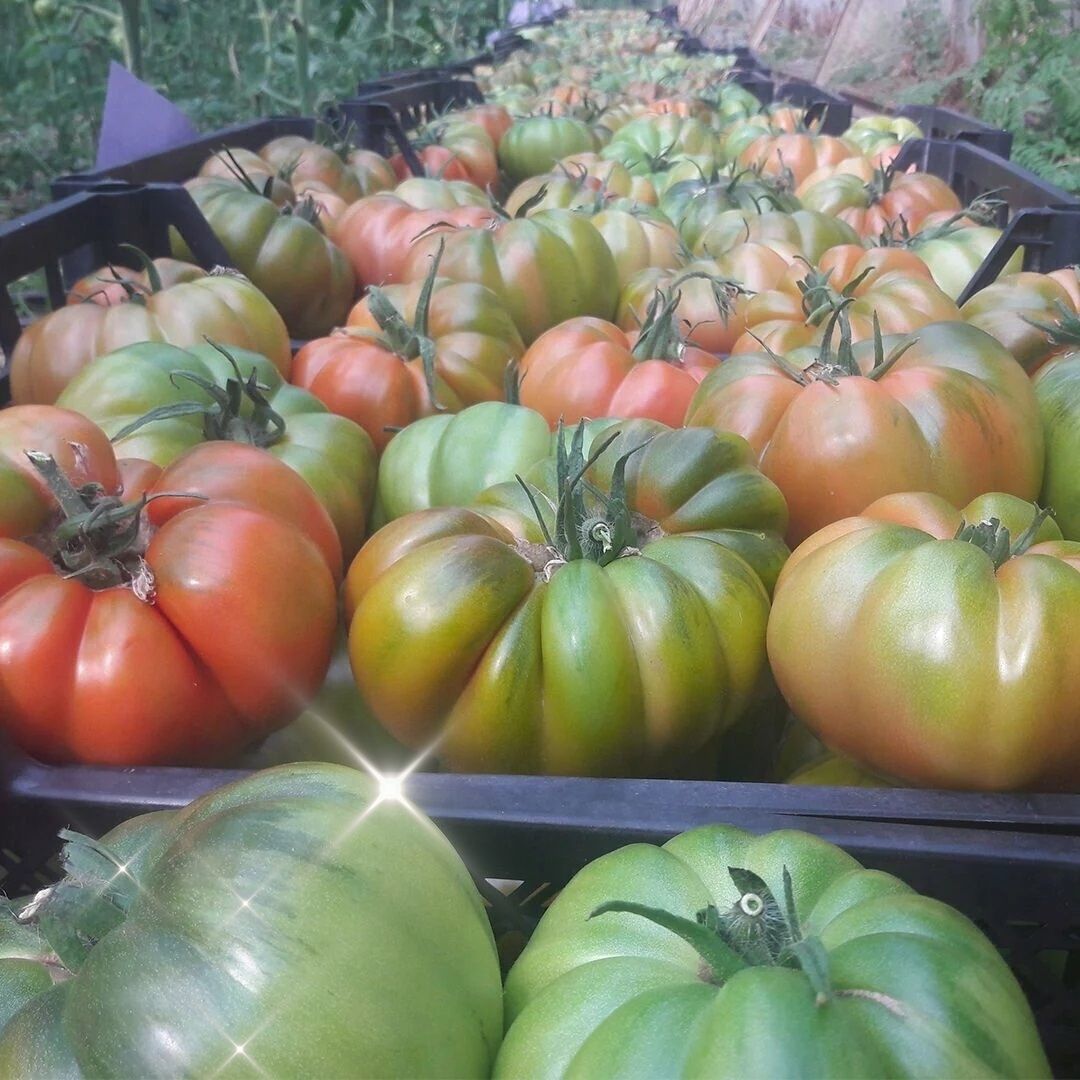 Davinci F1 Köy Domatesi Fidesi