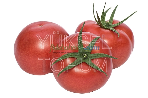 Demiröz F1 Domates Fidesi