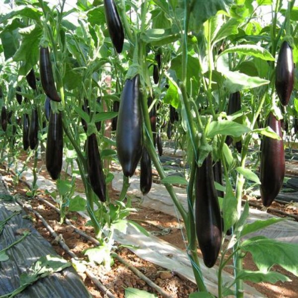 Destan F1 Patlıcan Fidesi