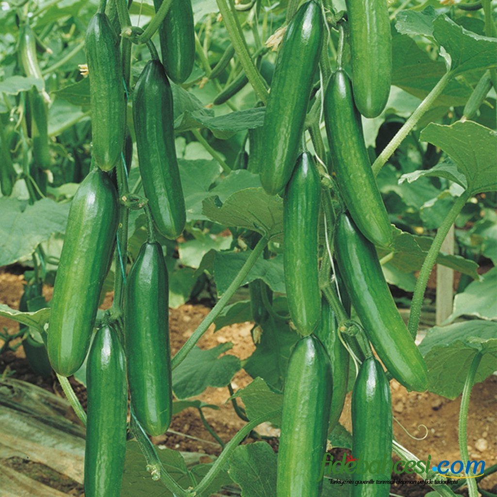 Didim F1 Multi Sırık Hıyar Fidesi