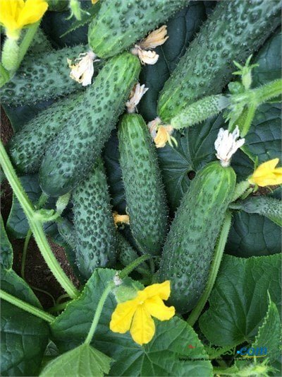 Dinçel F1 Dikenli Hıyar Fidesi - Görsel 2