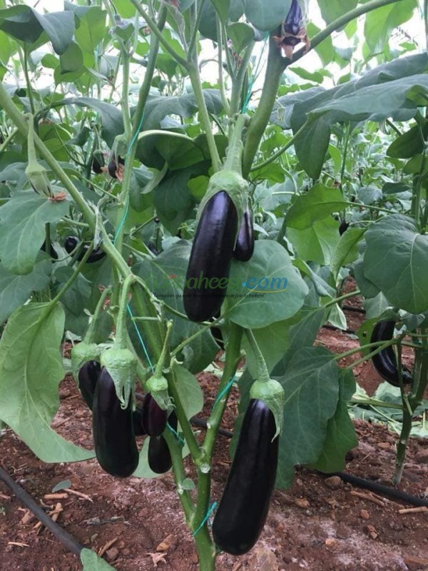 Doyran Karası F1 Patlıcan Fidesi - Görsel 2