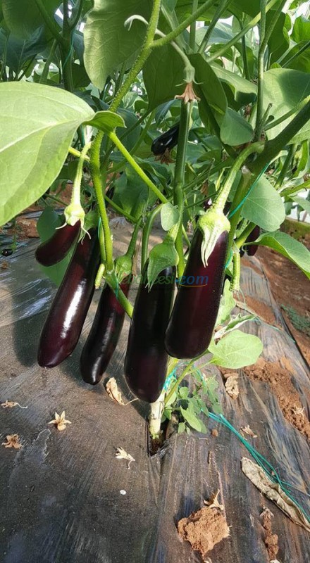 Doyran Karası F1 Patlıcan Fidesi - Görsel 5