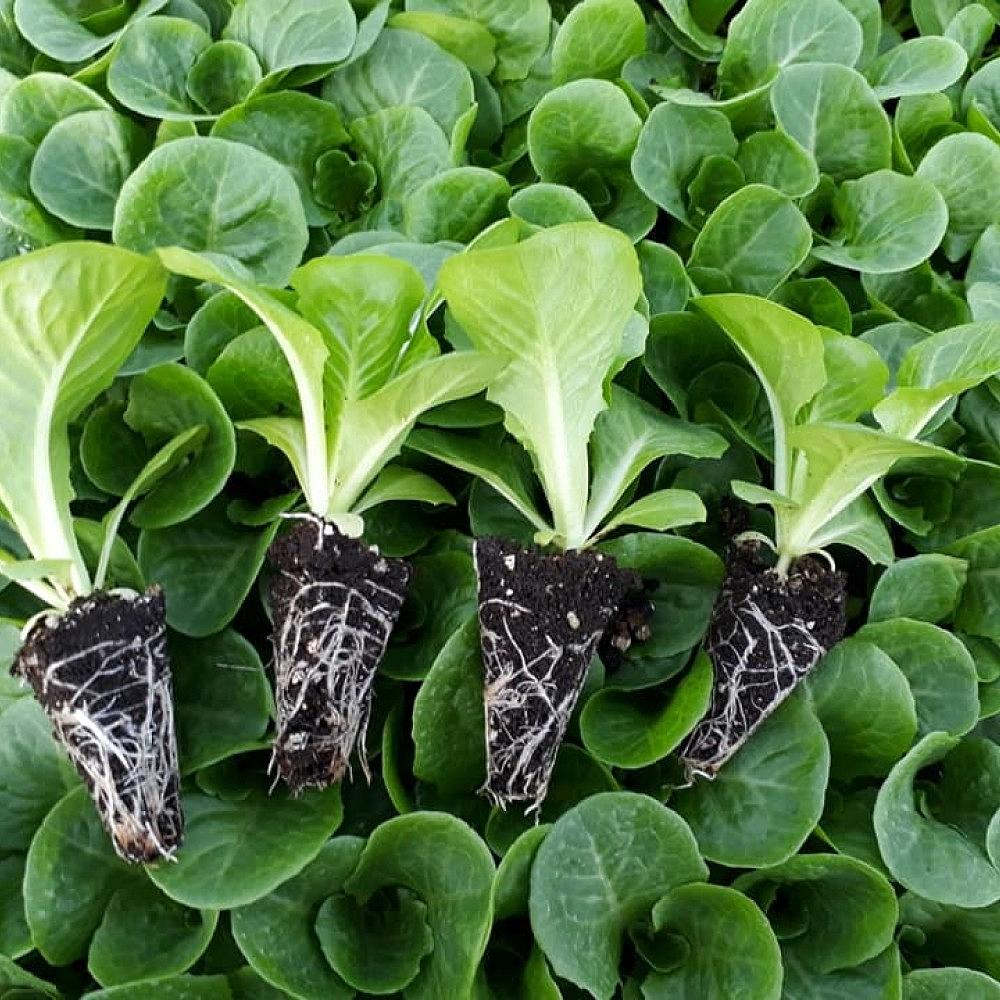 Yedikule Tipi Düz Marul Fidesi - Görsel 2