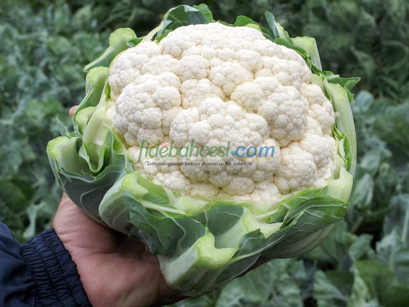 Fargo F1 Karnabahar Fidesi