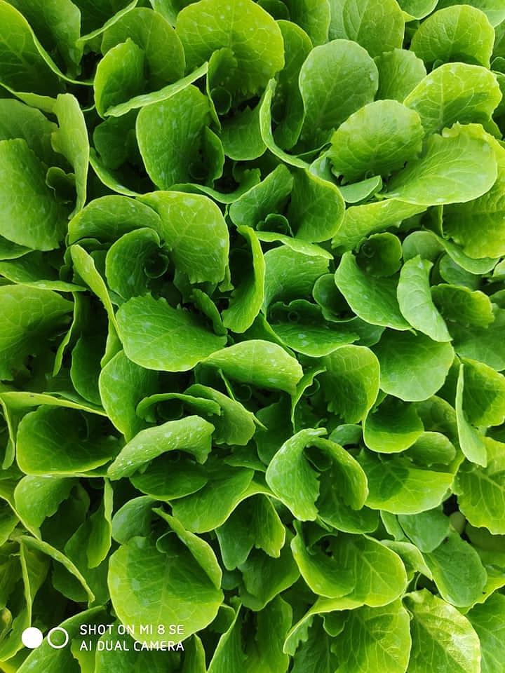 Fiyonk Kıvırcık Marul Fidesi - Görsel 3