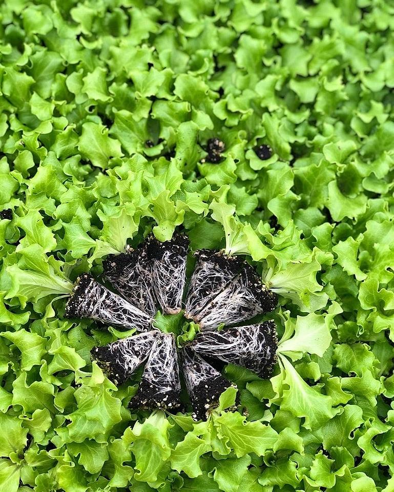 Gentilina Kıvırcık Marul Fidesi - Görsel 2