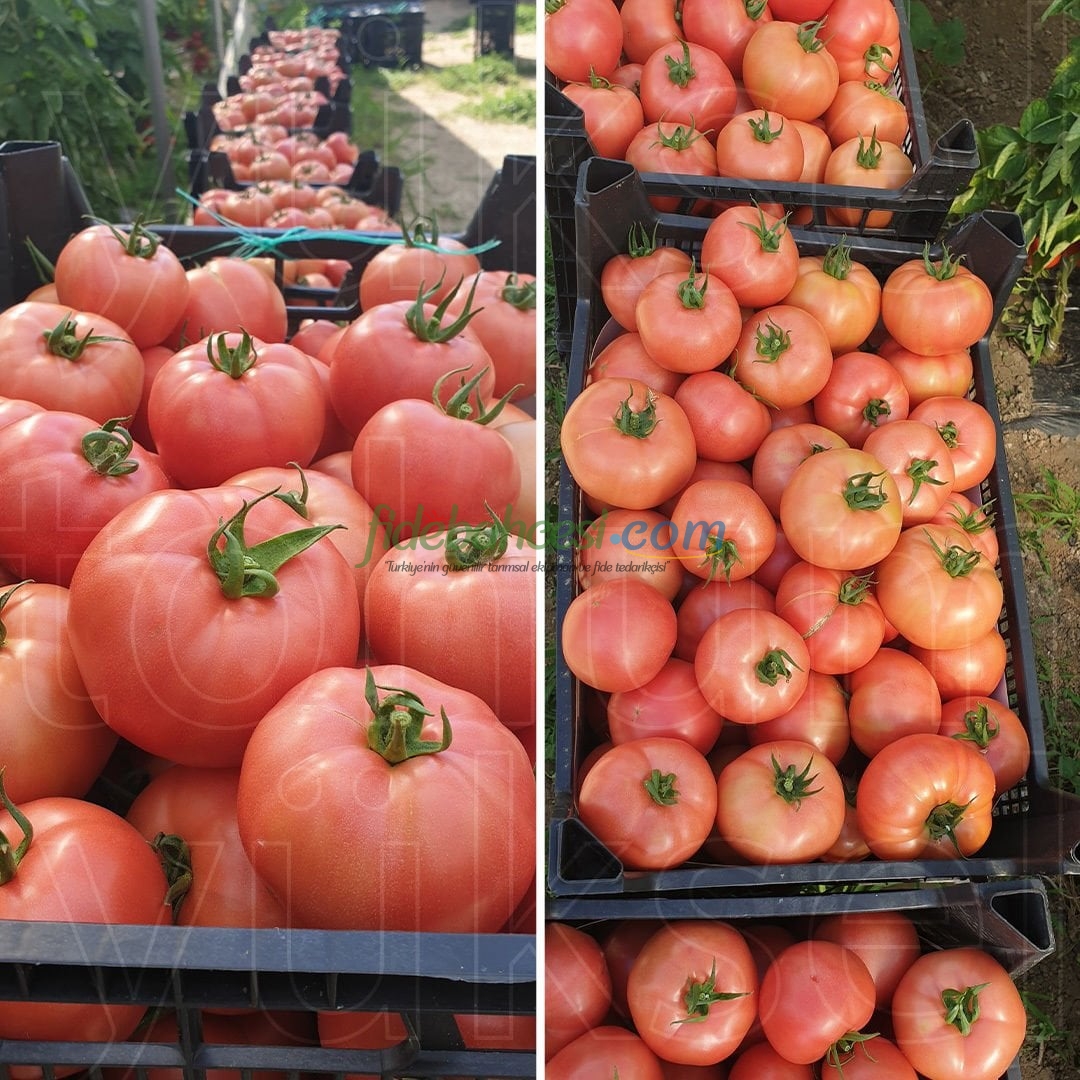 Gusto F1 Pembe Domates Fidesi