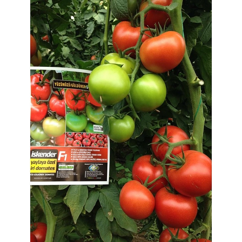 İskender F1 Domates Fidesi